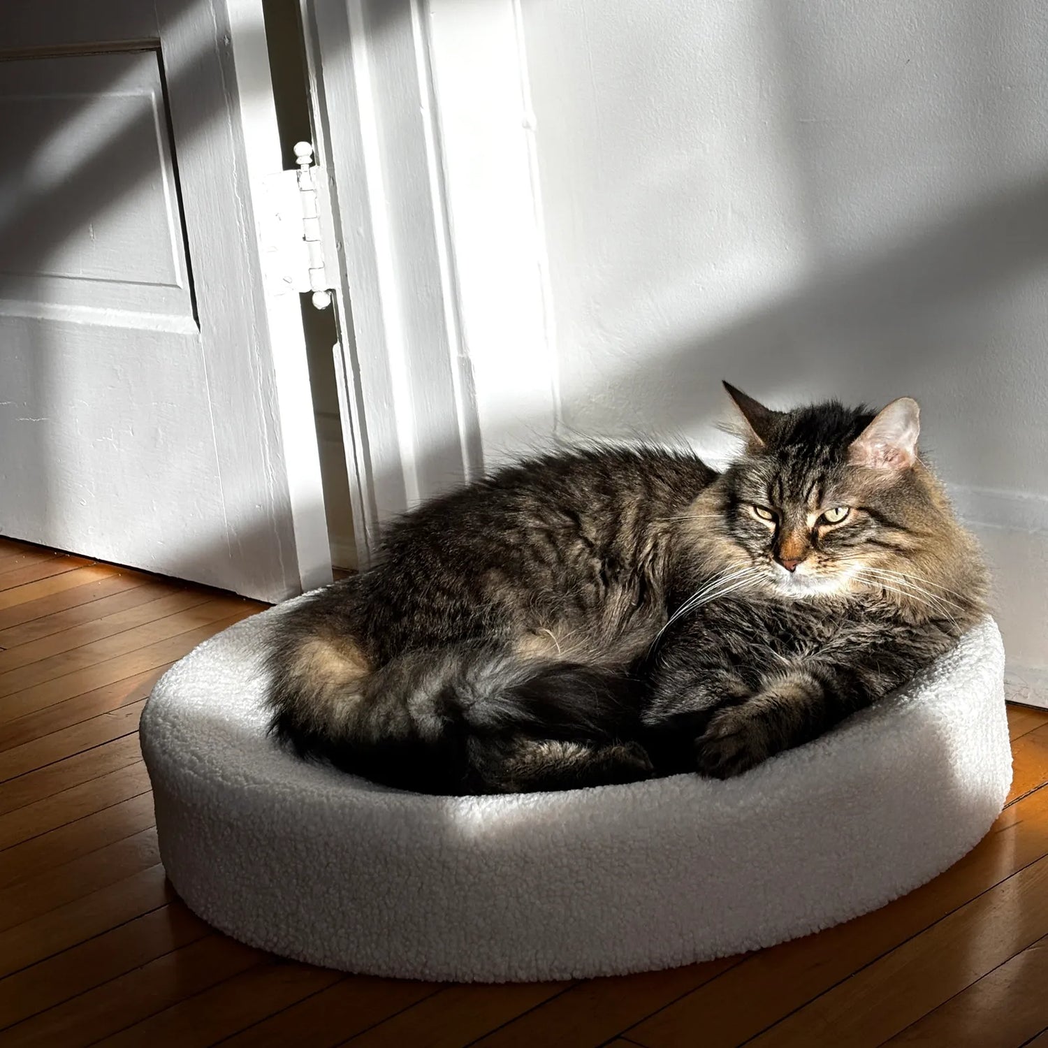 Cats