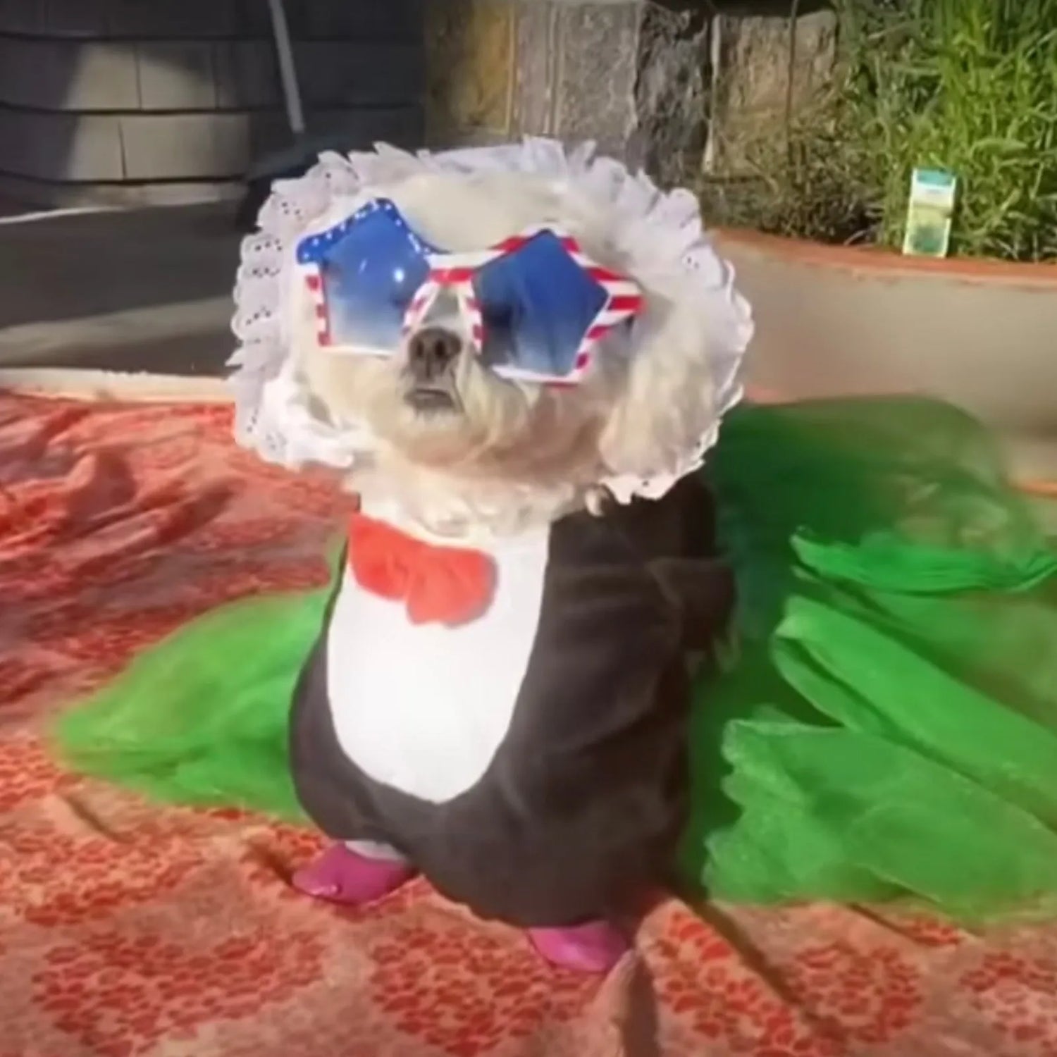 Pet Costumes