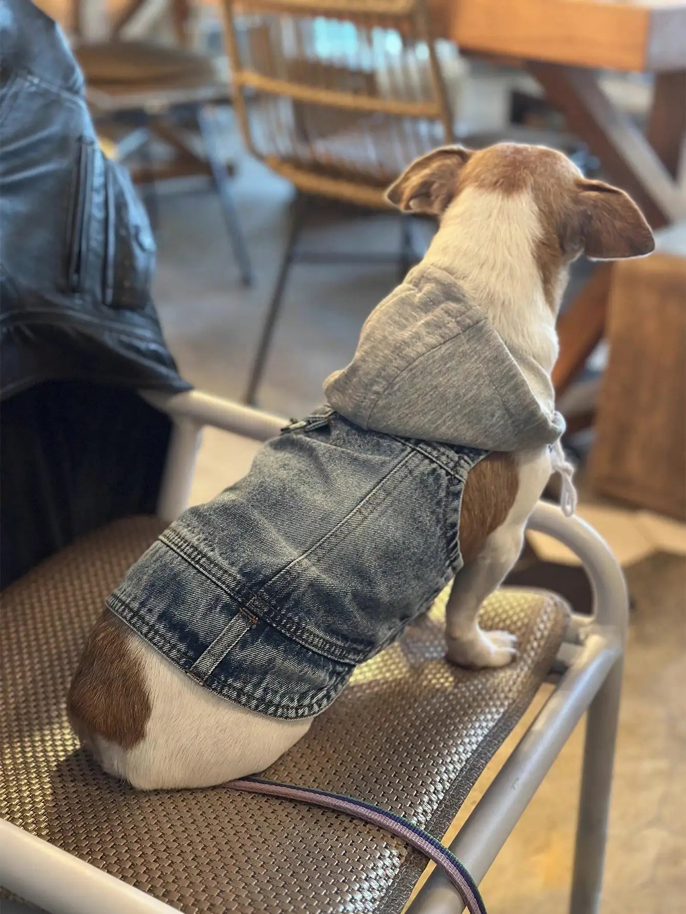 1pc New Hooded Harness Vest, Suitable For Small Dogs Like Poodle, Bichon Frise, Teddy, Spring/Autumn Pet Clothes