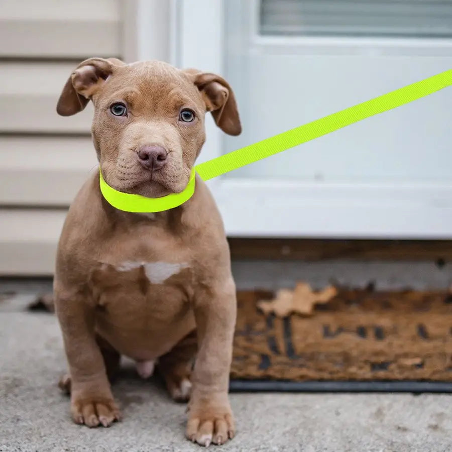 Lead Dog Leash 20 pcs Colorful 6 FT Short Dog Leashes with ORing for Small Large Dogs Puppy Cats Walking Training Running Rescue
