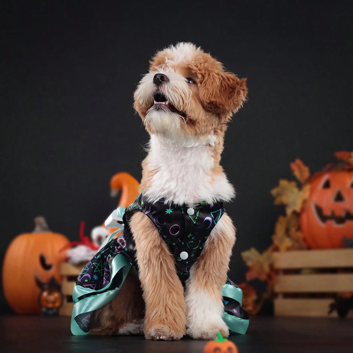 Pet Dog Dress, Funny Soft Pumpkin/Skull Print Bowknot Halloween Costume Indoor Outdoor Pet Supplies