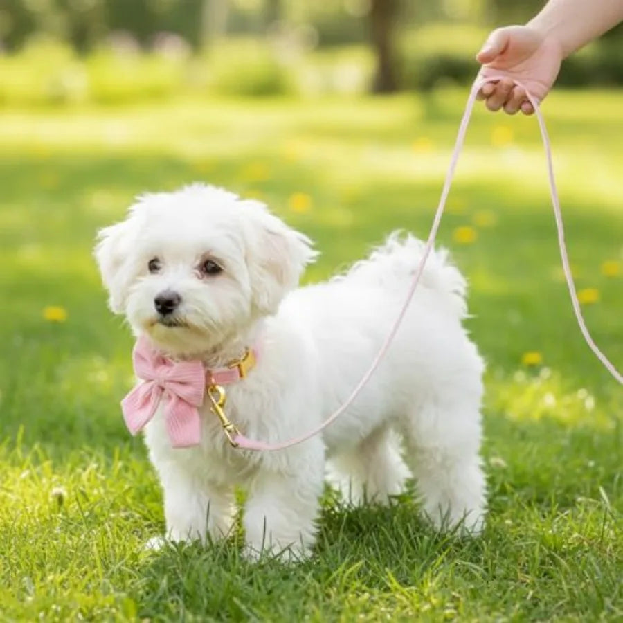 2pcs Dog Collar and Leash Set with Bowtie Cute Small Dog Collar Harness Leash Set Adjustable Breathable Soft Padded for Small Medium Dog Cat