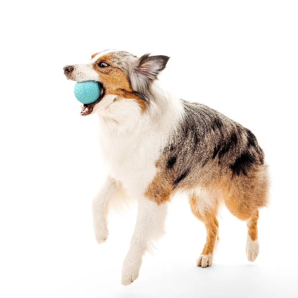 HOT SALE Interactive Dog Toys Crunchy Ball Toy 2-Pack for Dogs FUN PLAY