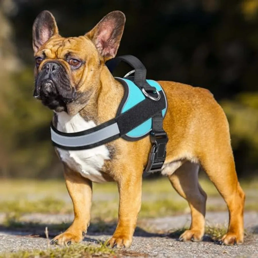 Essential Dog Harness, No Pull Pet Vest with 3 Leash Clips, No Choke, Reflective, Adjustable and Padded, for Easy Walking